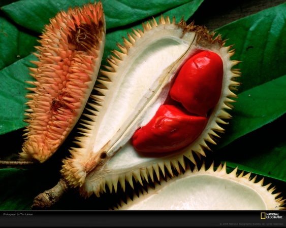 durian-fruit-laman-63460-xl.jpg