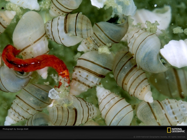 shells-snails-grall-491669-lw.jpg