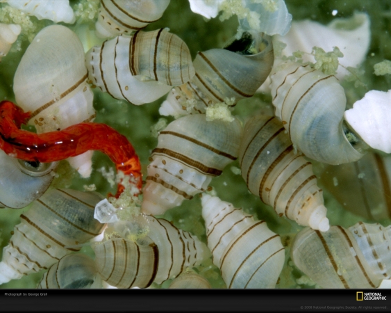 shells-snails-grall-491669-xl.jpg