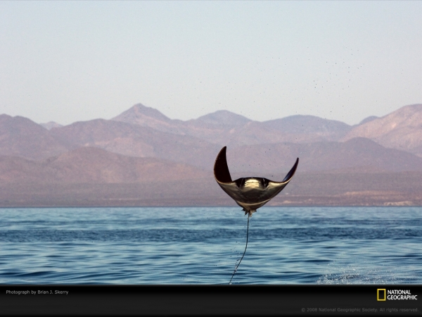 manta-ray-leap-skerry-1070447-lw.jpg