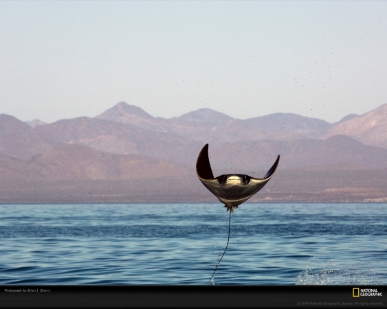 manta-ray-leap-skerry-1070447-xl.jpg