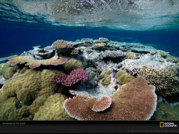 underwater-coral-nicklin-695684-lw.jpg
