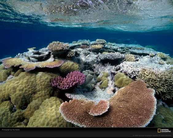 underwater-coral-nicklin-695684-xl.jpg