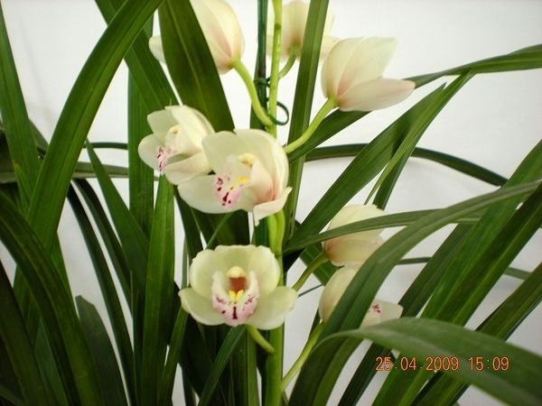 Ƭ 060.jpg