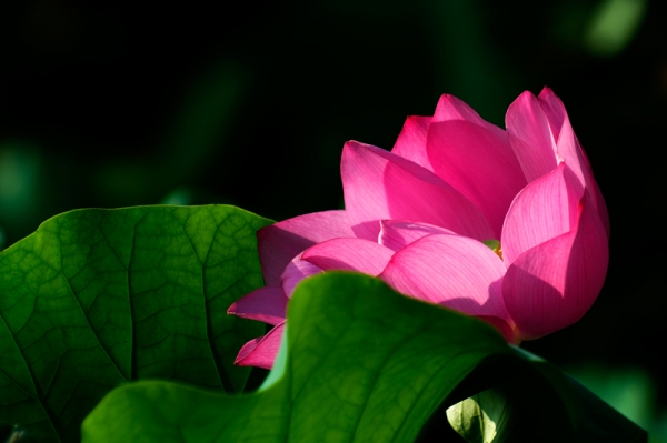DSC_7678.jpg