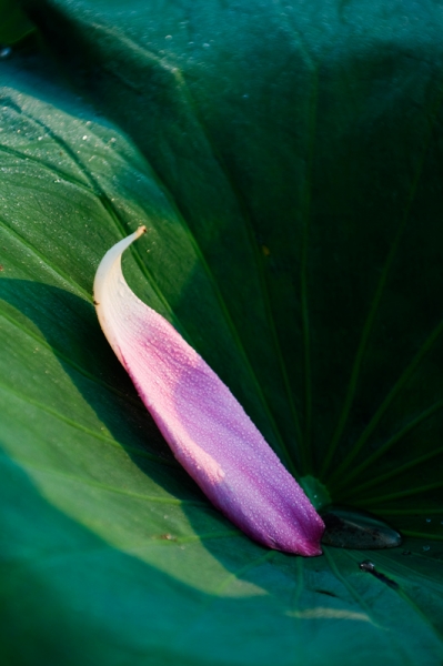 DSC_7581.jpg