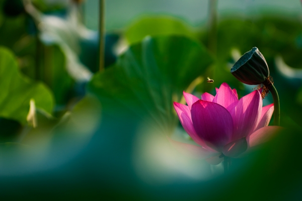 DSC_7596-2.jpg