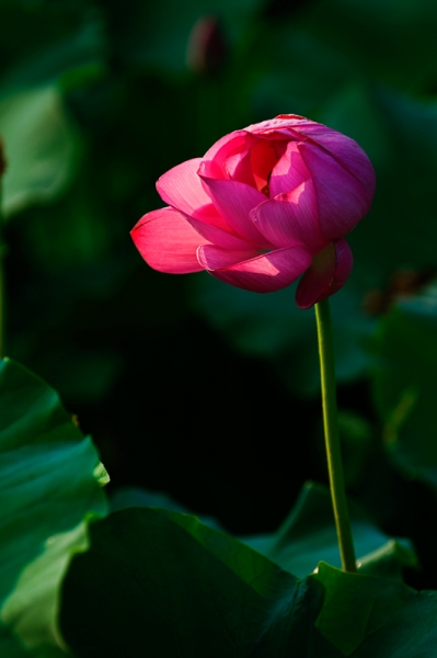 DSC_7603.jpg