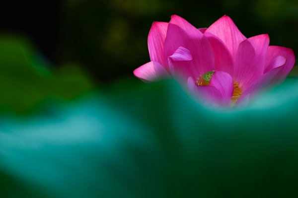 DSC_7618.jpg