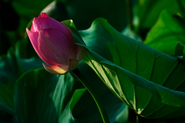DSC_7623.jpg