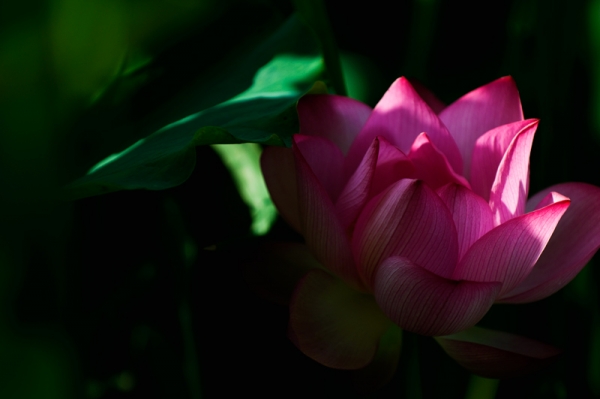 DSC_7989.jpg