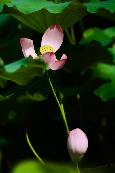 DSC_8007.jpg