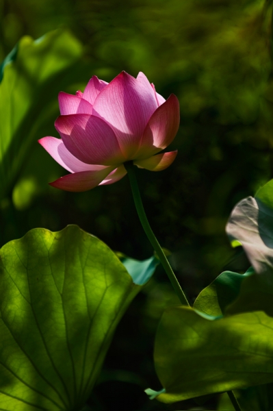 DSC_8010.jpg