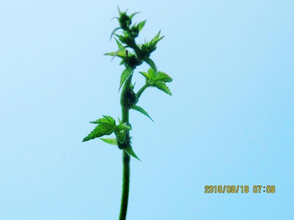 Ƭ 023.jpg