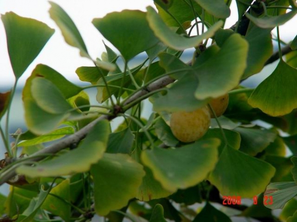 ������С ������С �����ع� DSC00037.JPG