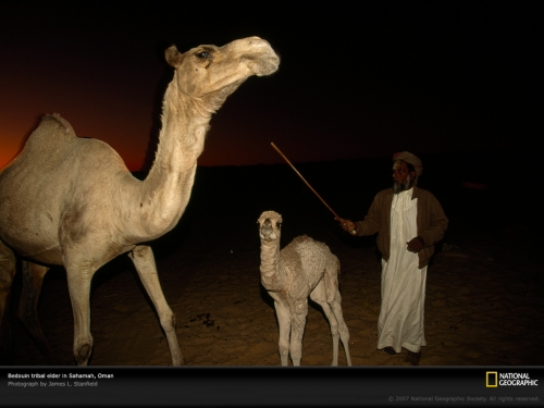 tribal-elder-camels-oman-493812-lw.jpg