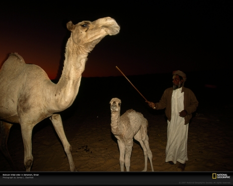 tribal-elder-camels-oman-493812-xl.jpg