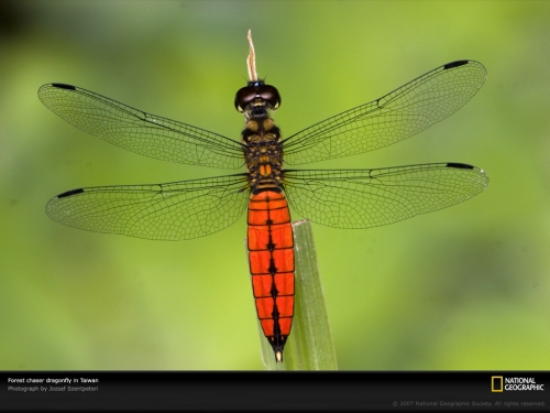 forest-chaser-dragonfly-1048389-lw.jpg
