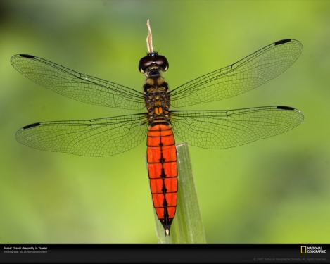 forest-chaser-dragonfly-1048389-xl.jpg