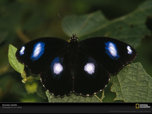 black-butterfly-polynesia-734417-lw.jpg