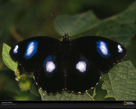 black-butterfly-polynesia-734417-xl.jpg