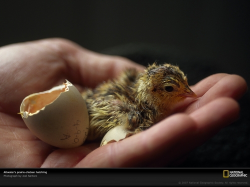 attwater-chick-hatchling-708075-lw.jpg