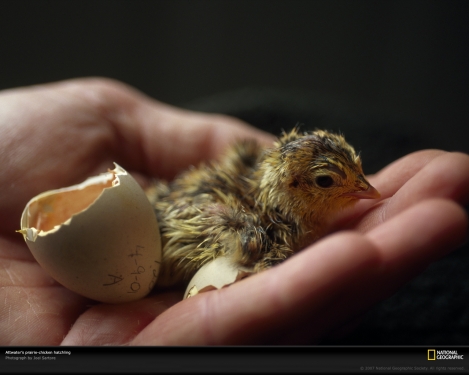 attwater-chick-hatchling-708075-xl.jpg
