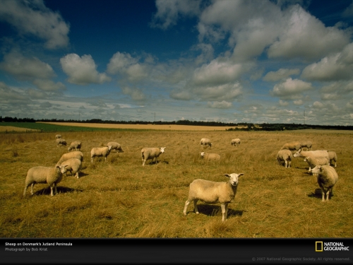 grazing-sheep-denmark-91999-lw.jpg