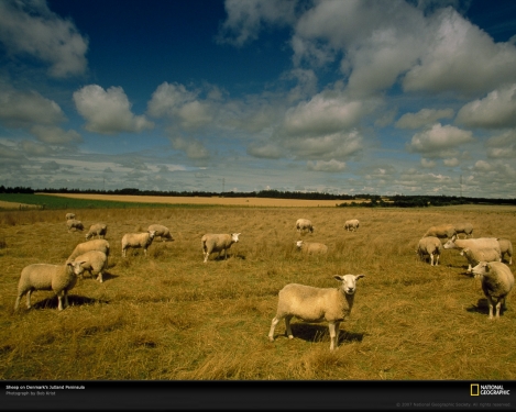 grazing-sheep-denmark-91999-xl.jpg
