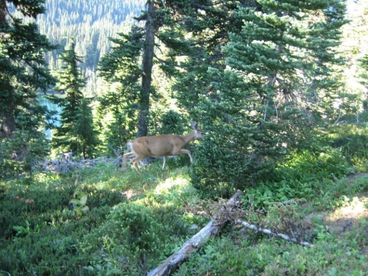 MISS DEER.jpg