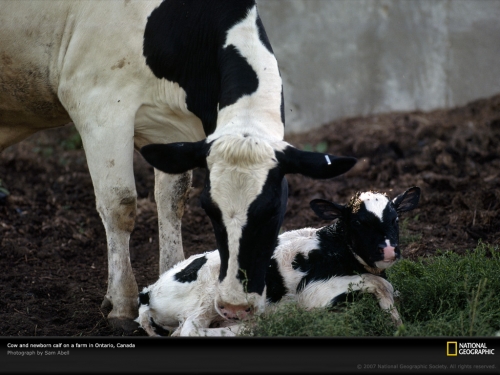 newborn-calf-canada-252383-lw.jpg