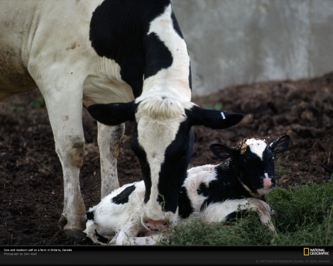 newborn-calf-canada-252383-xl.jpg