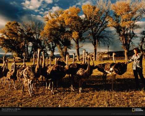 ostrich-farm-utah-521991-xl.jpg