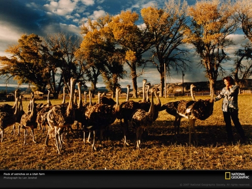 ostrich-farm-utah-521991-lw.jpg