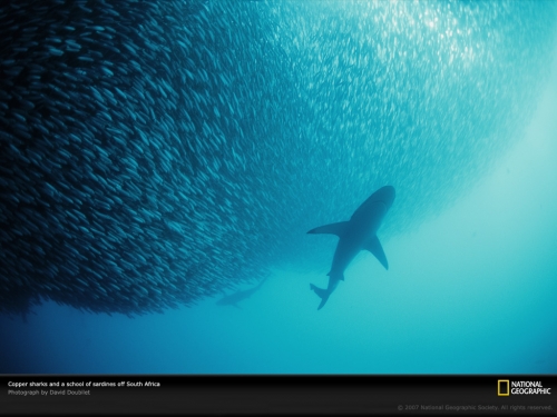 sardines-shark-south-africa-707706-lw.jpg