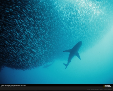 sardines-shark-south-africa-707706-xl.jpg