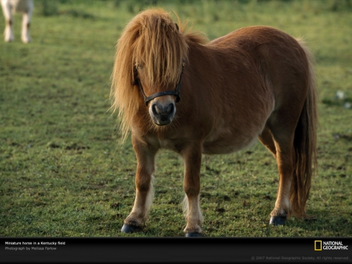 miniature-horse-kentucky-737725-lw.jpg