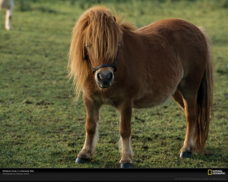 miniature-horse-kentucky-737725-xl.jpg