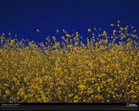 wildflowers-sky-california-697717-xl.jpg