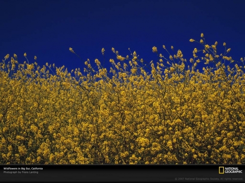 wildflowers-sky-california-697717-lw.jpg