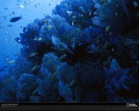 coral-reef-fiji-977844-xl.jpg