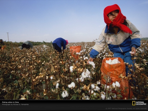 women-picking-cotton-china-720819-lw.jpg