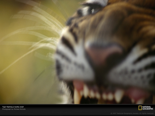tiger-close-up-512897-lw.jpg