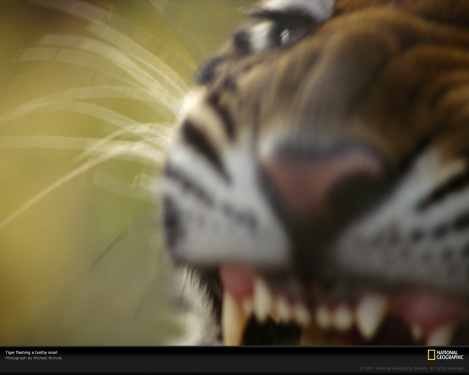 tiger-close-up-512897-xl.jpg