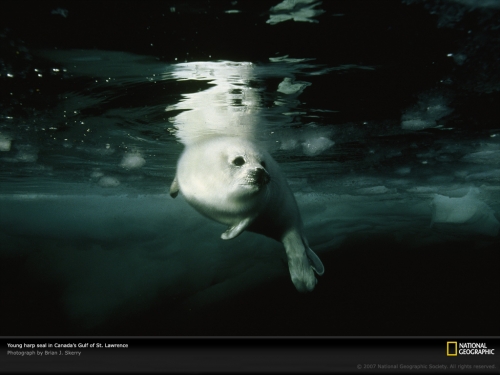 harp-seal-canada-gulf-749223-lw.jpg