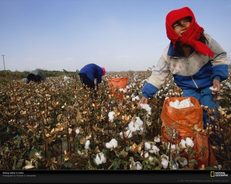 women-picking-cotton-china-720819-xl.jpg