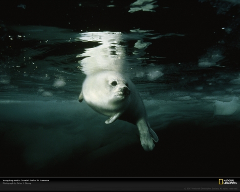 harp-seal-canada-gulf-749223-xl.jpg