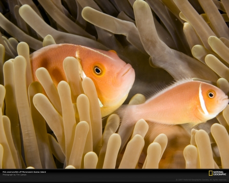 pink-anemone-fish-micronesia-1047760-xl.jpg