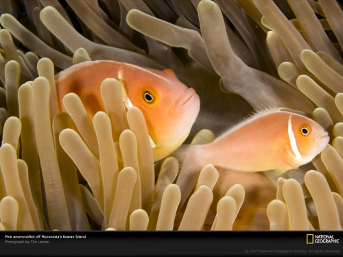 pink-anemone-fish-micronesia-1047760-lw.jpg