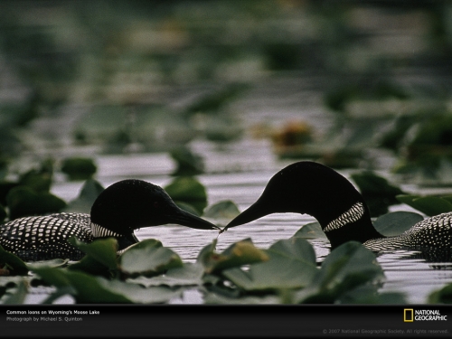 common-loons-moose-lake-100452-lw.jpg